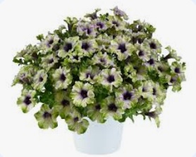 Petunia Amazonas plum cockatoo - петуния каскадна (4181)